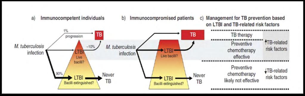 Implications of Latent Tuberculosis Infection (LTBI) Testing for progression towards TB 1-2 y 1-2 y When using a management strategy relying on universal screening, preventive chemotherapy is more