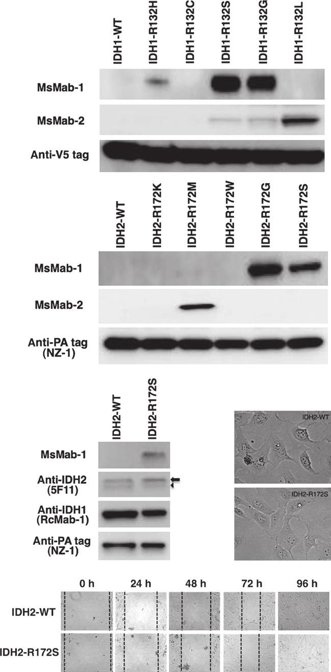 X. Liu et al. IDH2 Mutation in Osteosarcoma Table 4. Reactivity of anti-idh mabs with mutated IDH2 peptides in ELISA.