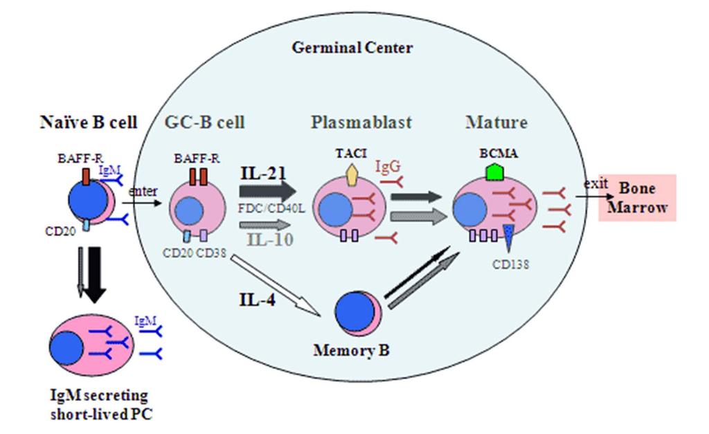 Apoptosis of autoreactive B cells B cell