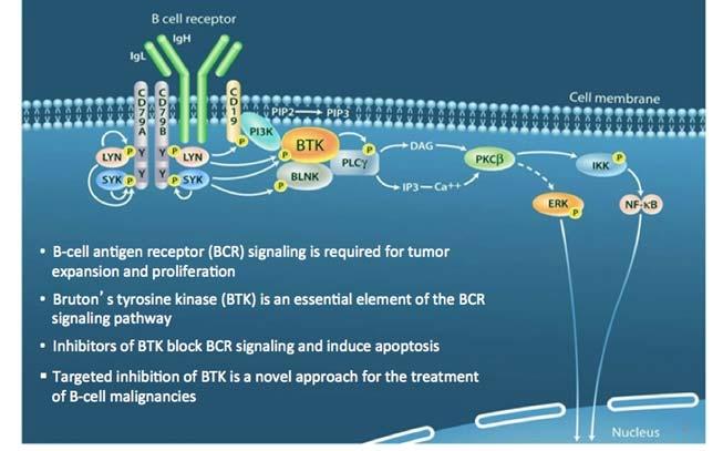 Bruton s Tyrosine Kinase (BTK) inhibitor Block BCR signaling Induce B cell apoptosis Accessed from: https://healthunlocked.