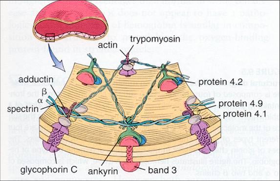 Erythrocyte membrane skeleton: Components: Spectrin ( 血影蛋白 ) actin( 肌动蛋白 ) band 4.1 --- 4.