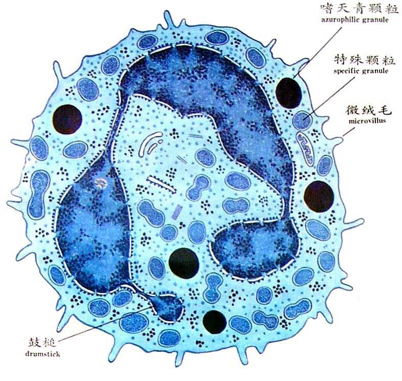 (defensin) azurophilic granule: 嗜天青颗粒 20%, lysosome large,