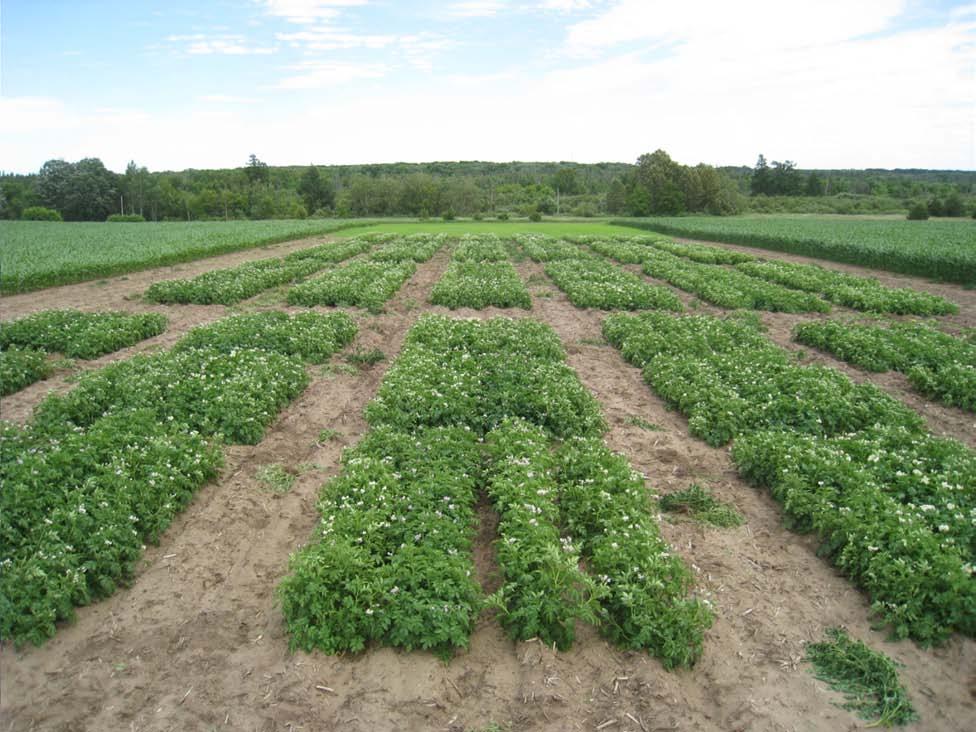 Management of Corky Ringspot Disease in Potato Using Vydate C-LV Irrigated Trial Rice, MN