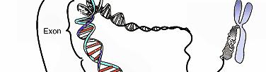Background DNA genetic material; macromolecule essential for life organization gene functional unit