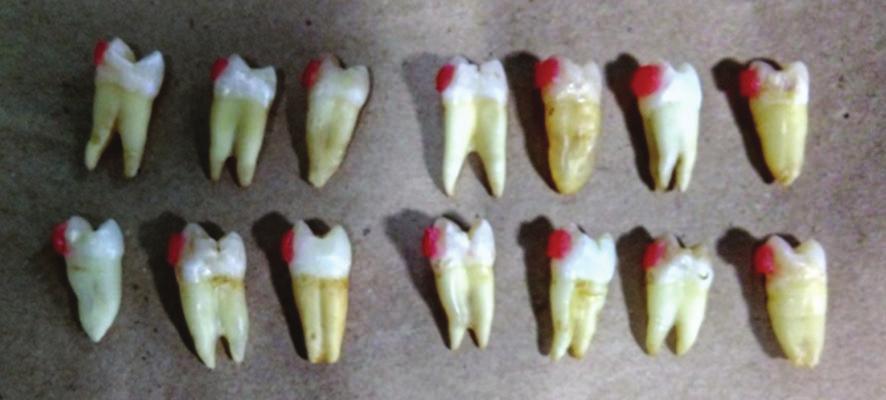 direction. The roots of the teeth were then cut using a water cool saw. All the 21 teeth specimens were subjected to enamel window formation.