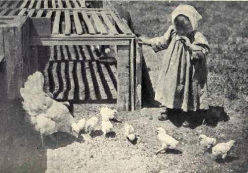 Evolution of the poultry industry www.poultry.allotment.