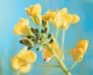 Canola Survey: 2011 Commissioned to assess awareness of canola meal by the dairy industry, and needs of the dairy
