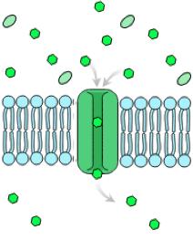 Passive transport movement of molecules or atoms across the membrane via electrochemical gradients