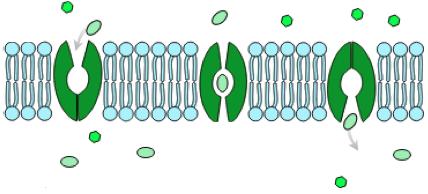 Channels transmembrane protein pore that allows specific molecules or ions to pass through Aquaporins