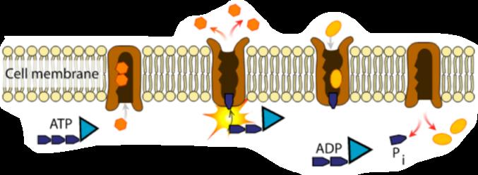and 2K + in opposite directions across a membrane Secondary active transport harnesses potential