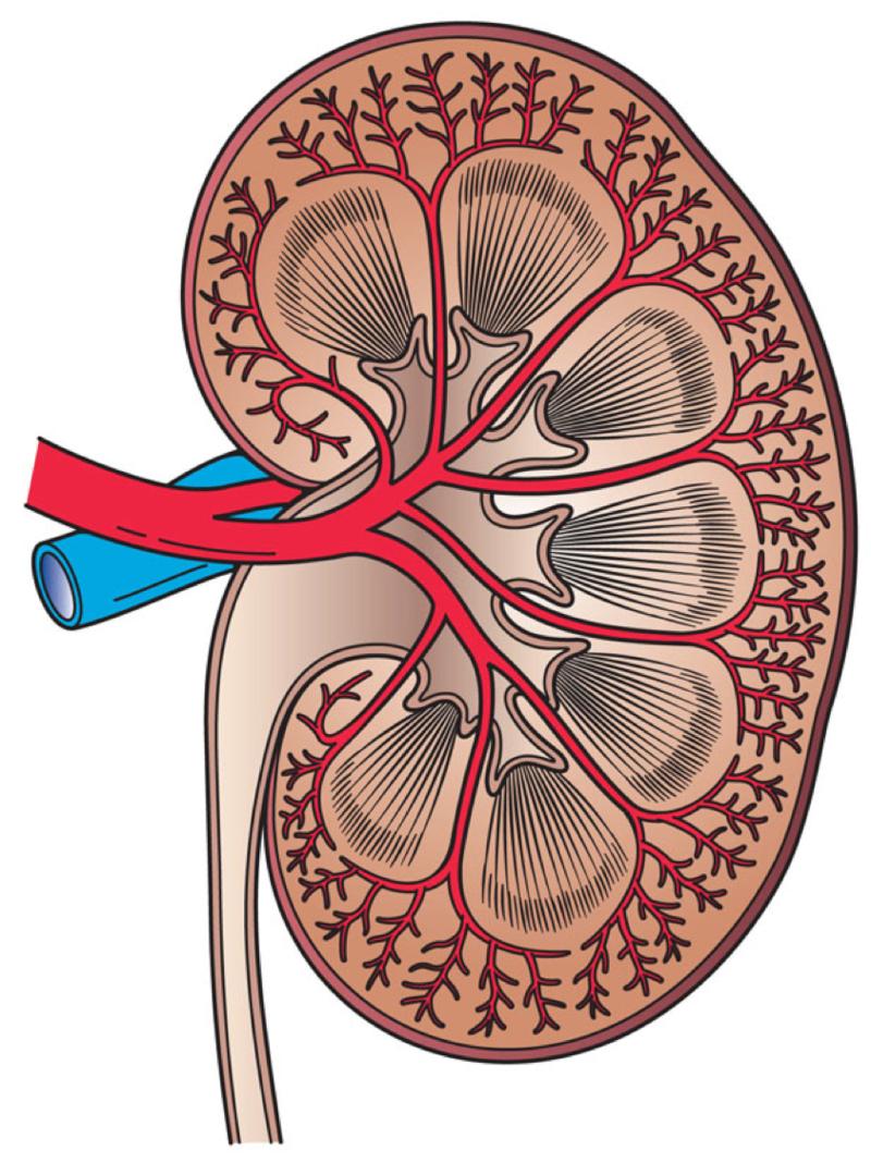 BIOLOGY - CLUTCH Kidney is mostly made of nephrons, small specialized structures that carry out the filtration and formation of urine Cortex outer layer of