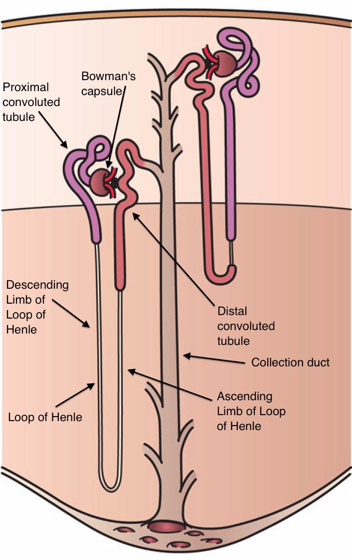blood vessels Nephron uses active transport of solutes to create a salty environment to reabsorb lots of water Cortical nephron most common type of nephron