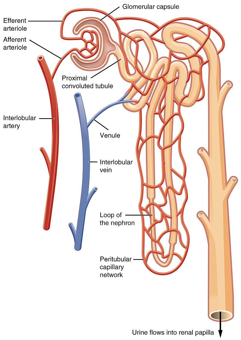 Peritubular capillaries small blood vessels that surround nephrons, specifically the proximal and distal tubules Vasa recta peritubular capillaries that surround the loop of Henle Renal corpuscle