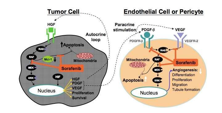 Systemic Therapy for Advanced Disease Sorafenib: Mechanism of action Induces tumour cell apoptosis or inhibits tumour cell proliferation by targeting the RAF/MEK/ERK pathway at the level of RAF