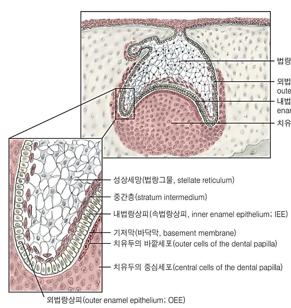 ** Cell Layers of the Tooth during the Bell stage Dental follicle Increasing amount of collagen fibers