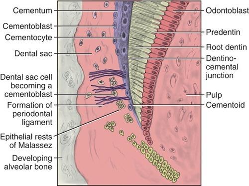 + Root development Cementum and pulp formation Pulp formation Central