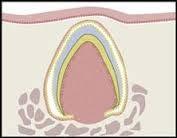 epithelium and then to dental lamina; adjacent to deeper ectomesenchyme, which is