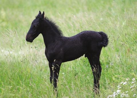 Body Building EXPLORATION 1 Growth, Change, and Regrowth A baby horse, or foal, is small and not yet very strong.