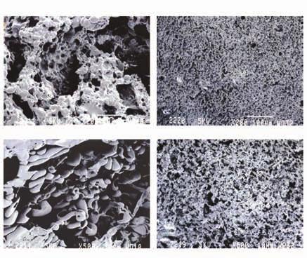 37% 39% Residual Material 18% 27% 17% 34% 1% 31% 18% 23% 13% The histological results confirm that SINTBONE has the characteristic of being the ideal space maintainer.