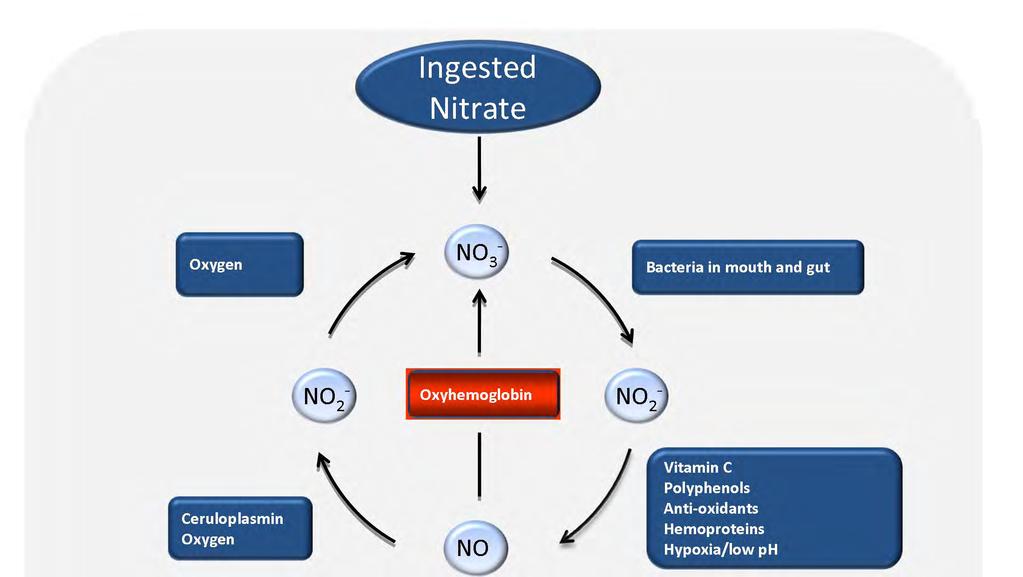 Nitrate in Human Nutrition and Human Health Bryan & van