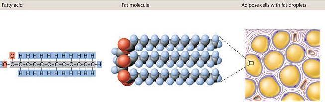 III. Four types of macromolecules: 1. Carbohydrates a. sugars and starches b. made of monomers called monosaccharides c.