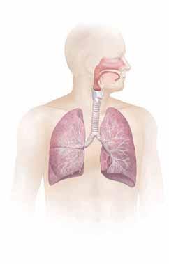 Healthy Airways Air travels to the lungs through the trachea (windpipe). Oxygen-rich air is breathed in through the nose or mouth. The air travels into the lungs.