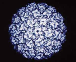 HPV Prophylactic Vaccines Recombinant L1 capsid proteins that form virus-like particles (VLP) Non-infectious