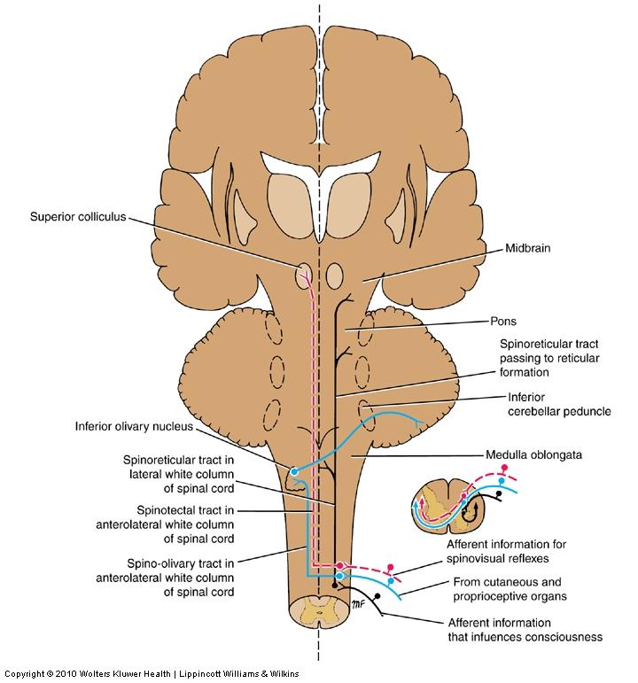 Other Ascending Tracts Spinoreticular tract (data affecting consciousness) Mostly uncrossed To reticular formation in medulla and pons Spinotectal tract Crossed To