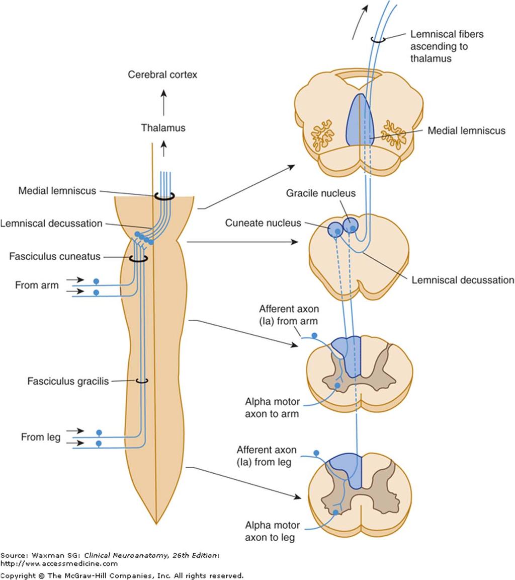Dorsal Column Medial Lemniscal System Neural components Receptors encapsulated receptors & hair shafts 1 st