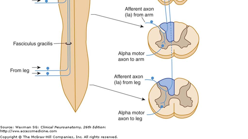 column nuclei (gracilis & cuneatus) Axons