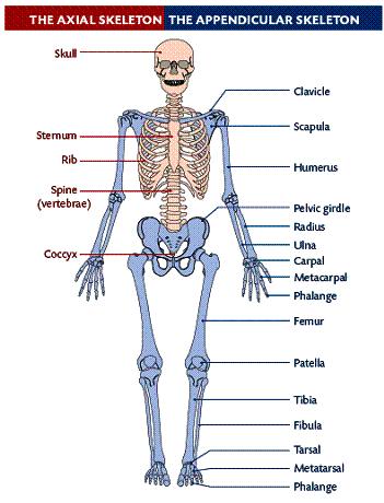 Osteology of the Human Body Without the skeletal system, you would be unable to engage in activities such as walking or grasping objects in your hand.