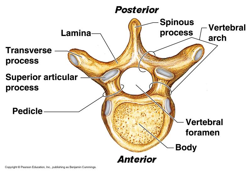9. Typical vertebra 10. Rib cage = Thoracic cage (25 bones) *A cone shaped bony cage that forms the chest. *Between adjacent ribs are intercostal muscles Functions: 1. protection of heart and lungs 2.