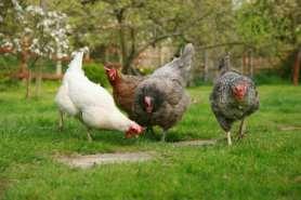 Contaminate Sources Your animals Are you raising poultry, exotic birds,