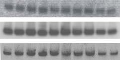a Northern blot analysis of mir-143 expression in liver of random fed, 12-48 hours fasted and refed mice. 5S rrna was used as loading control.