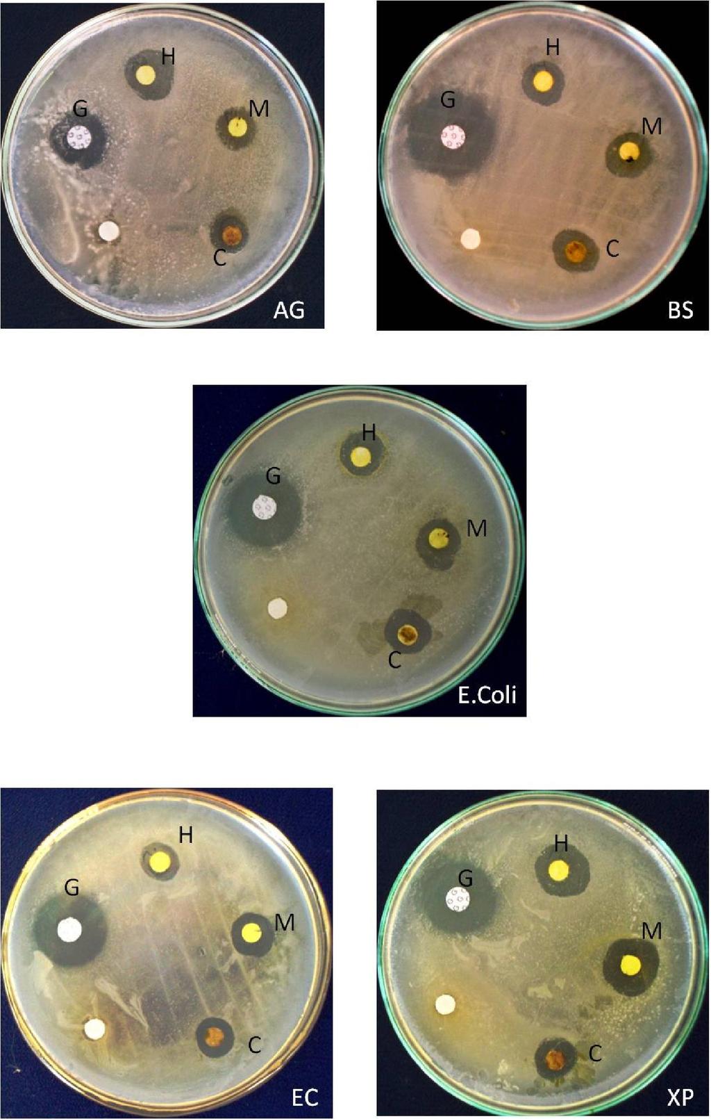 Plate 1: ntibacterial activity of Thalictrum foliolosum against some pathogenic bacteria.