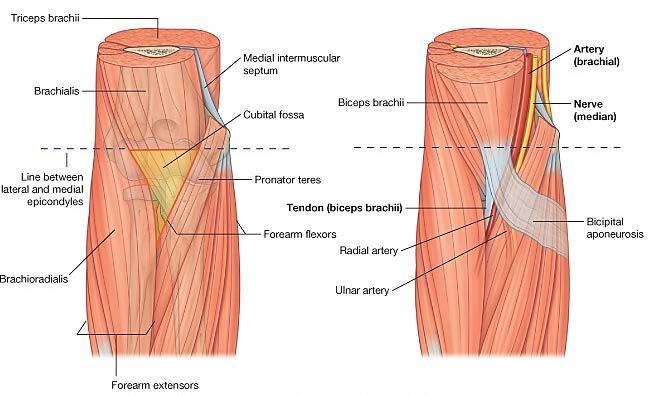 Branches in the anterior compartment of the arm; Muscular to brachioradialis, extensor carpi radialis longus and a small part of brachialis. Articular to the elbow.