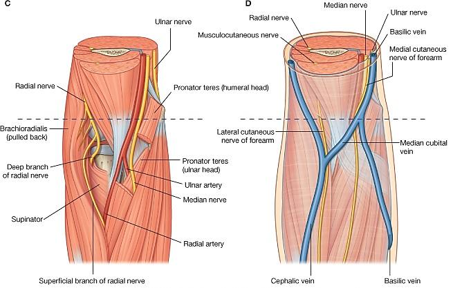 Contents of the cubital fossa from medial to lateral are; Median nerve; supplying pronator teres muscle as it passes between its two heads. Brachial artery; dividing into ulnar and radial branches.