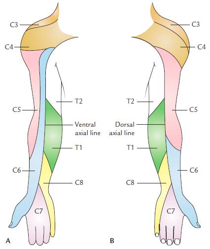 Dermatomes of the upper limb A dermatome is the cutaneous area supplied by one spinal nerve, through both ventral and dorsal rami. Dermatomes of adjacent spinal nerves overlap markedly.