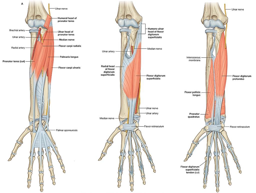 The Forearm The forearm is enclosed in sheath of deep fascia of the forearm (antebrachial fascia). It is attached to the posterior subcutaneous border of the ulna.