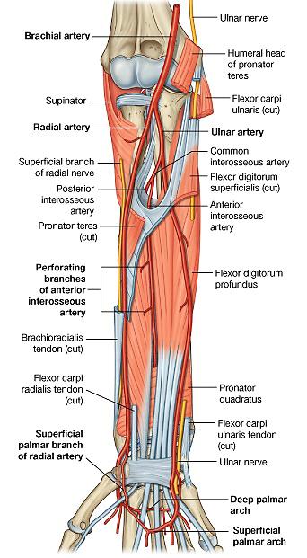 Arteries [Figure.40] The ulnar artery The ulnar artery begins opposite the neck of the radius as the larger deep medial terminal branch of the brachial artery.