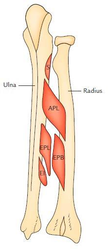 Posterior compartment of the forearm Muscles [Figure.