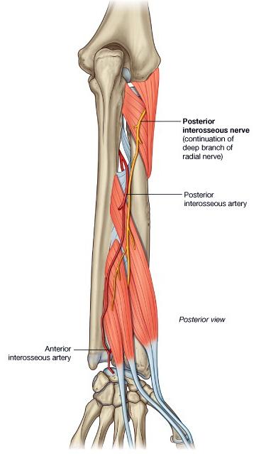 The terminal part of the anterior interosseous artery reaches the posterior compartment by piercing the interosseous membrane at the proximal border of pronator quadratus and joins the posterior