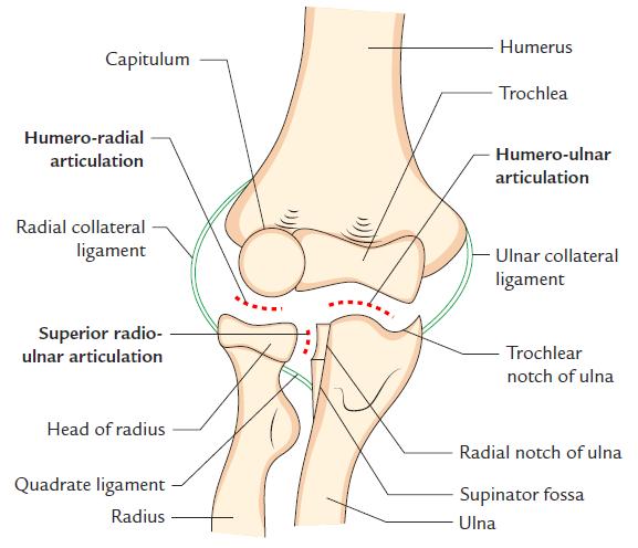 Figure 46: articulations of the elbow joint complex The radial collateral ligament; is a strong triangular band attached by its apex to the lateral epicondyle of the humerus and by its base to the