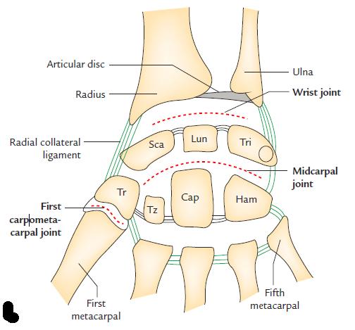 Figure 50: the wrist joint and carpal joint comlex The fibrous capsule and ligaments The fibrous capsule; is attached superiorly to the distal ends of the radius and ulna and the articular disc