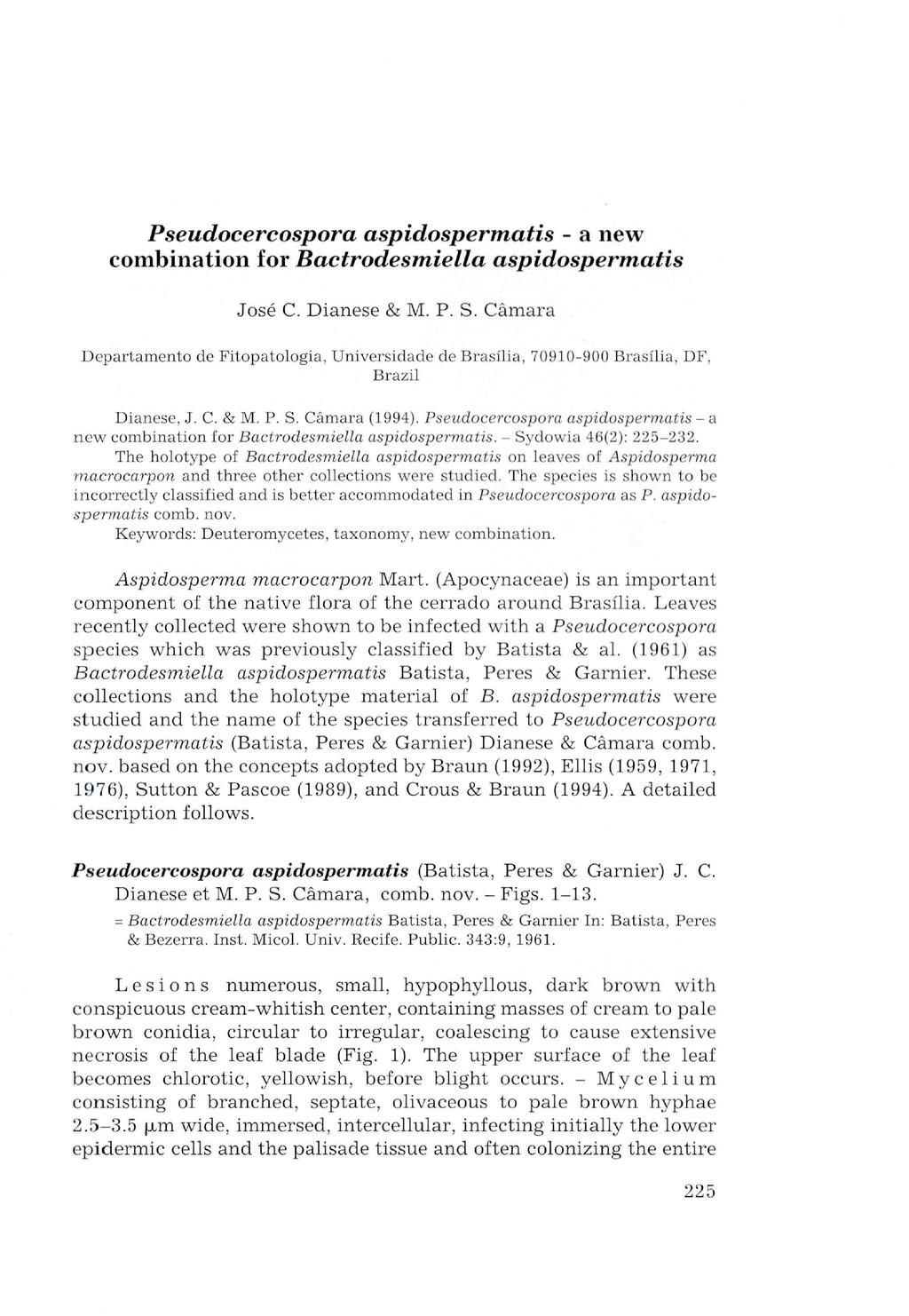 Pseudocercospora aspidospermatis - a new combination for Bactrodesmiella aspidospermatis Jose C. Dianese & M. P. S.