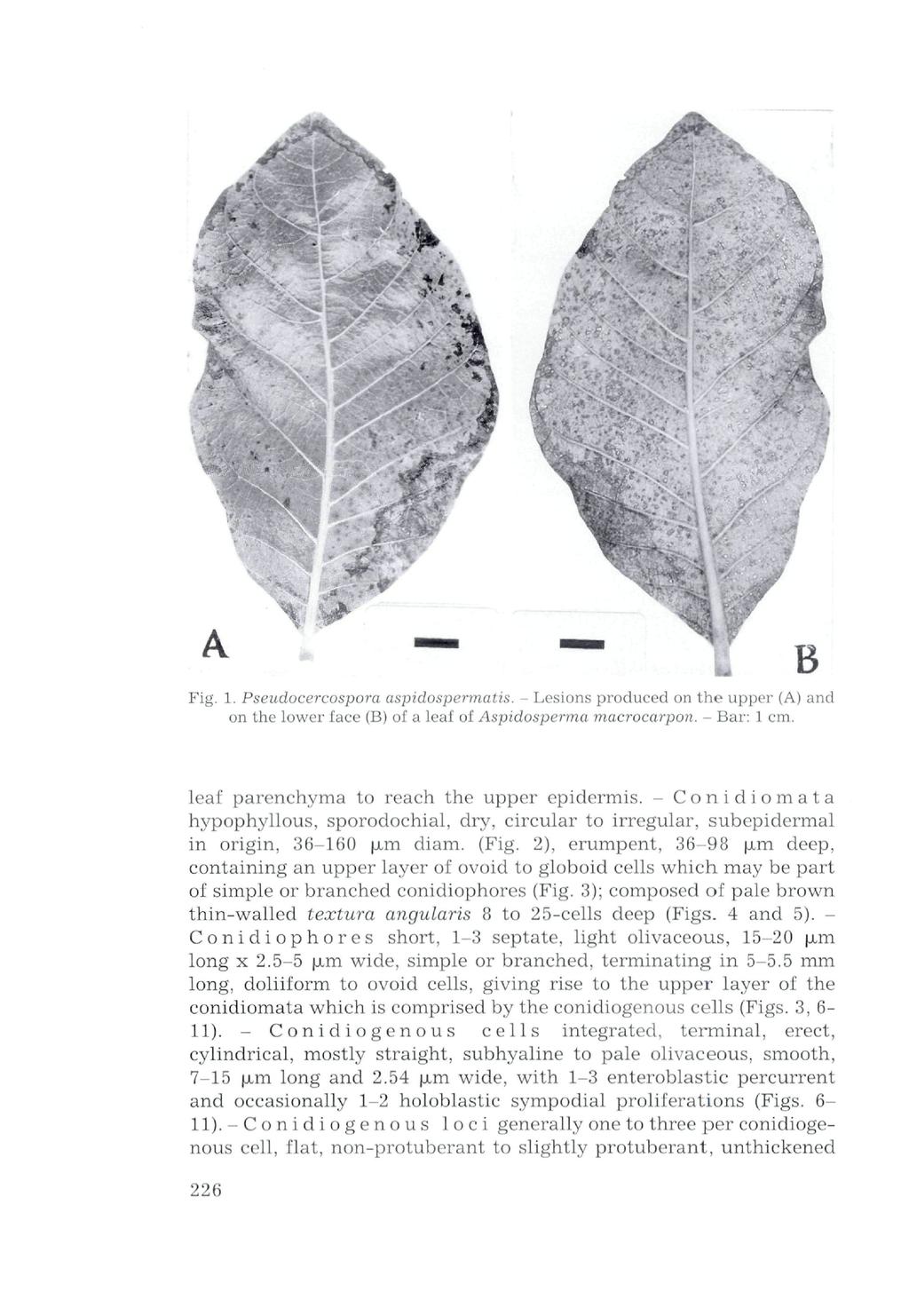 B Fig. 1. Pseudocercospora aspidospermaüs. - Lesions produced on the upper (A) and on the lower face (B) of a leaf of Aspidosperma macrocarpon. - Bar: 1 cm.