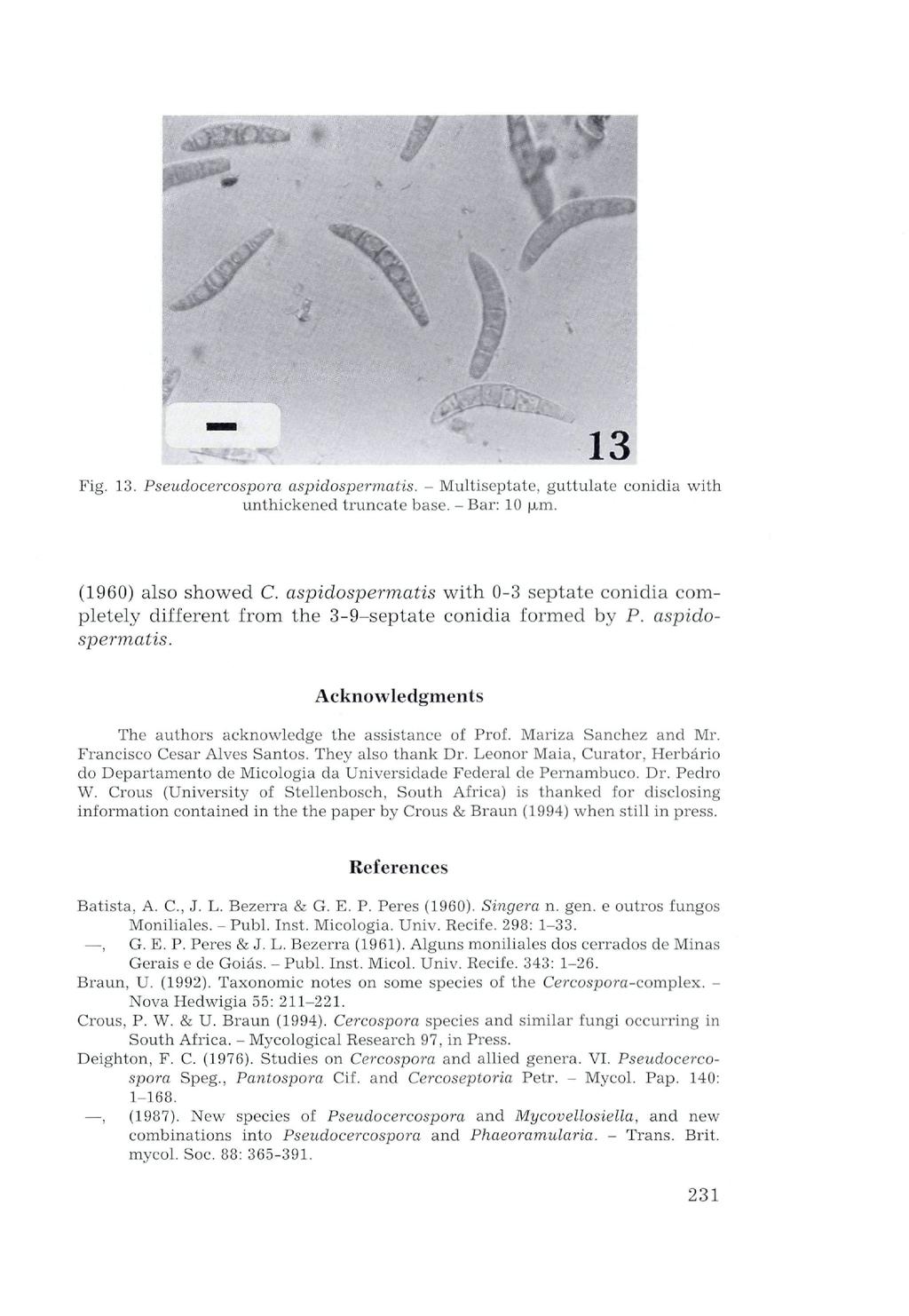 Fig. 13. Pseudocercospora aspidospermatis. - Multiseptate, guttulate conidia with unthickened truncate base. - Bar: 10 u-m. (1960) also showed C.