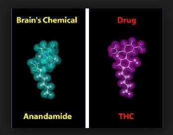 Marijuana : cannabinoids THC identified in mid-1960s.