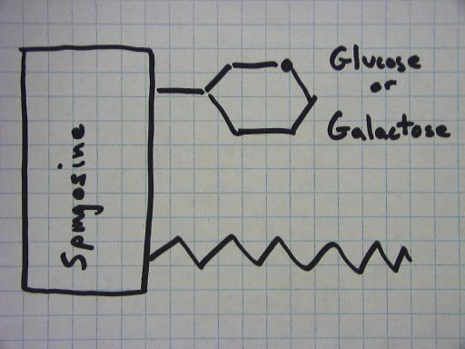 Glycolipids Sphingosine with