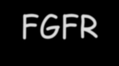FGFR Structure extracellular intracellular Ig1 Ig2 Ig3 TM TK1 TK2 FGF binding Ig =
